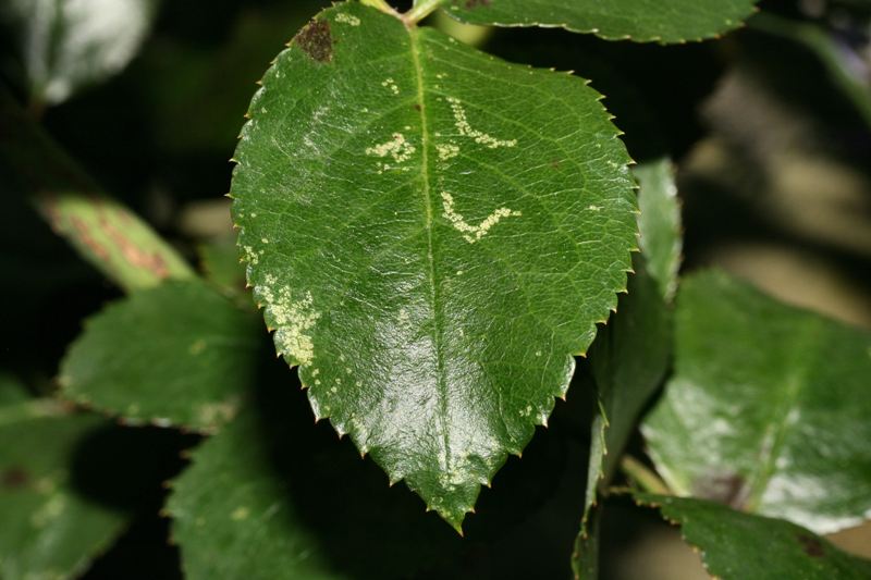 Cicaline della rosa: Zygina discolor